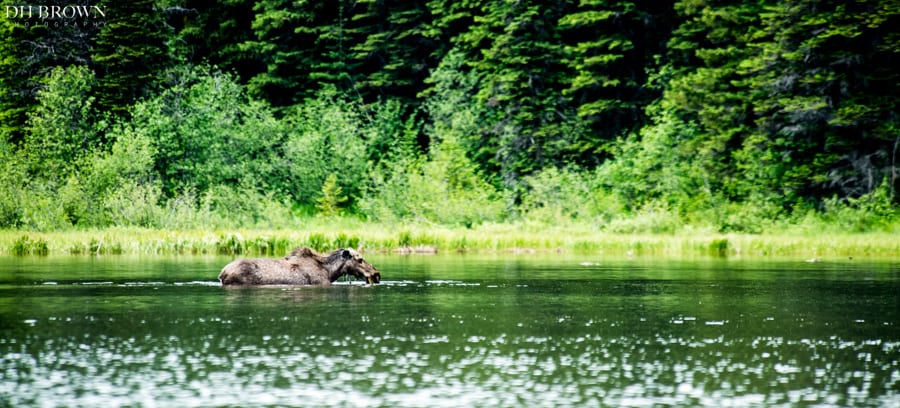 We came across this young moose eating in Scott Lake. (Click image to buy print)