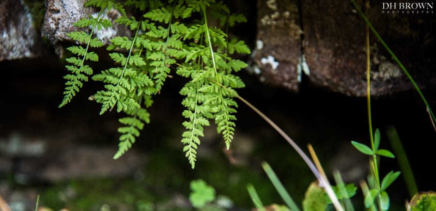 A high elevation fern.