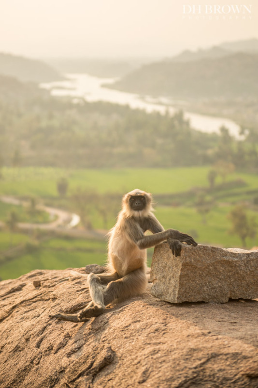 Monkey at the Hanuman (monkey) Temple.