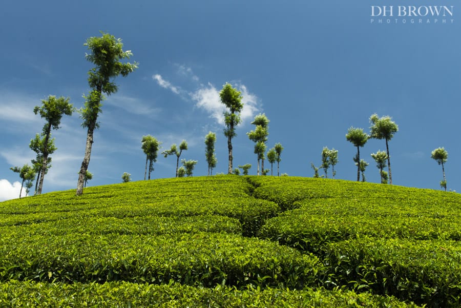 Tea plantation, Munnar. 